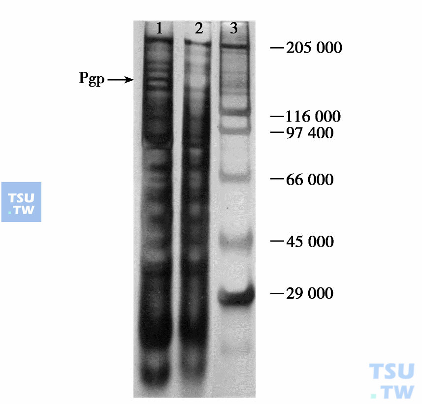  K562及K562/A02细胞膜蛋白电泳图（银染法）  泳道1K562/A02泳道2K562泳道3分子量标准