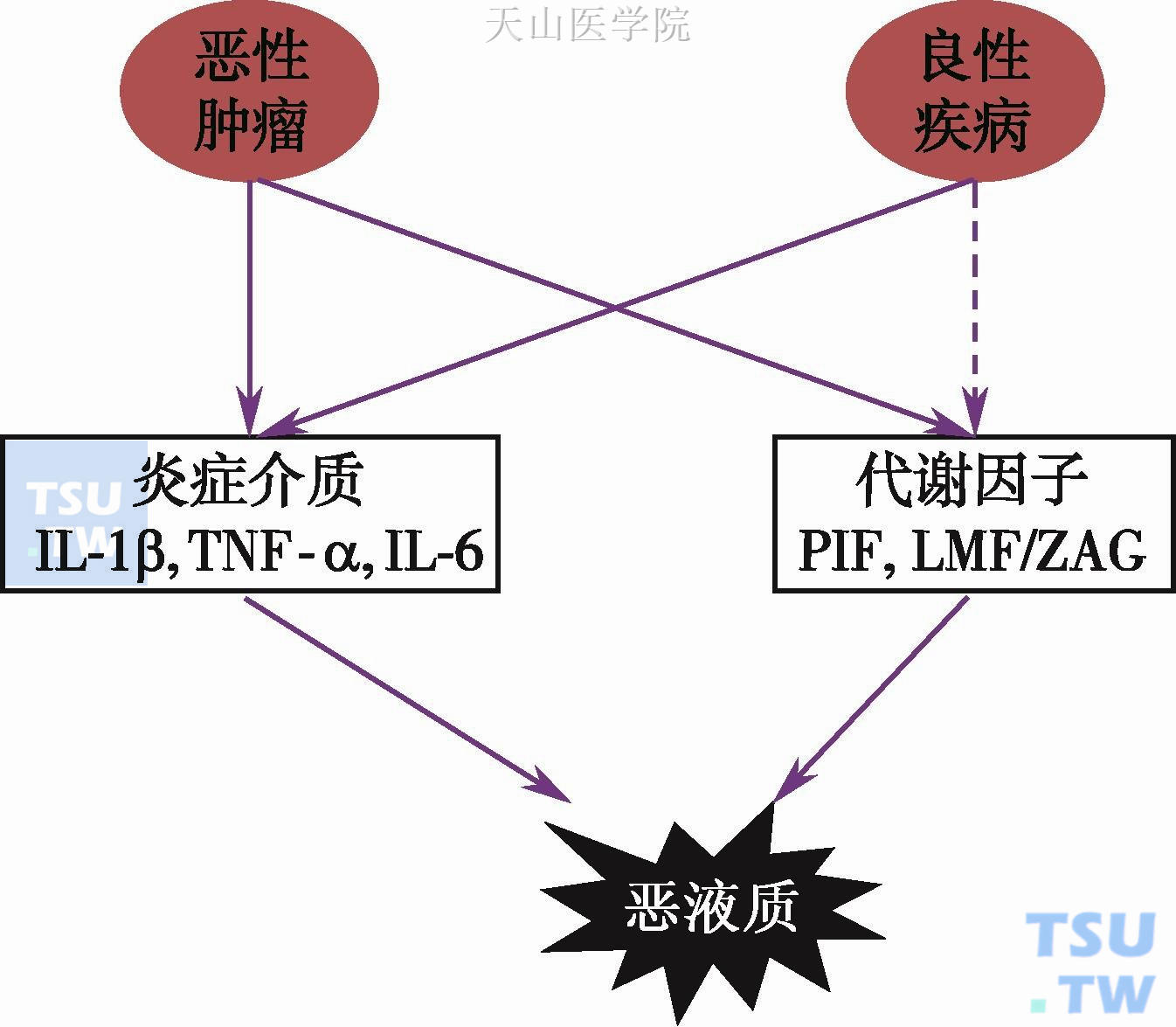 良性疾病与恶性肿瘤恶液质的发病机制