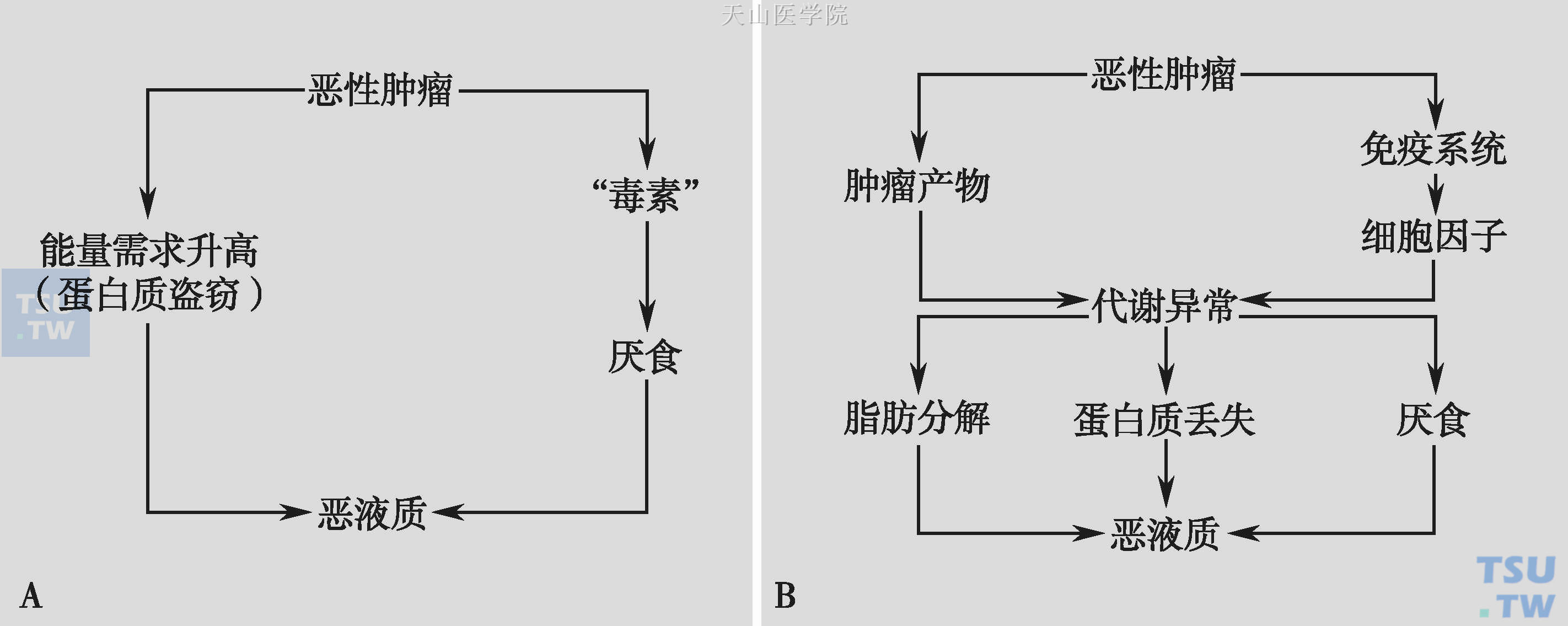 恶液质发病机制的老（A）、新（B）观点对比