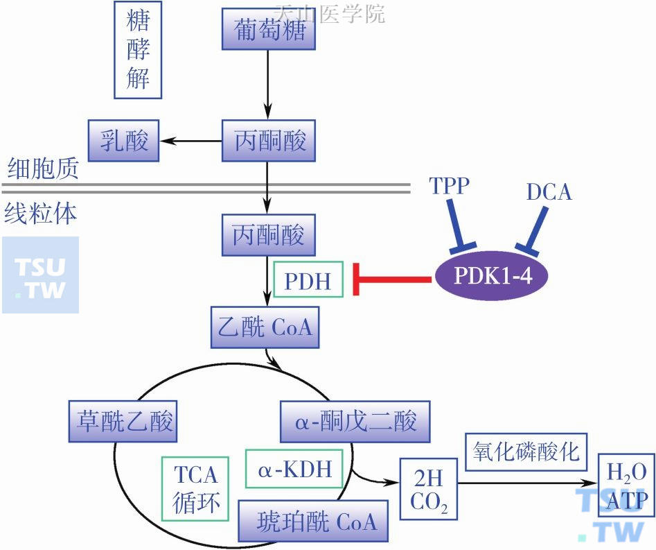 DCA的作用机制