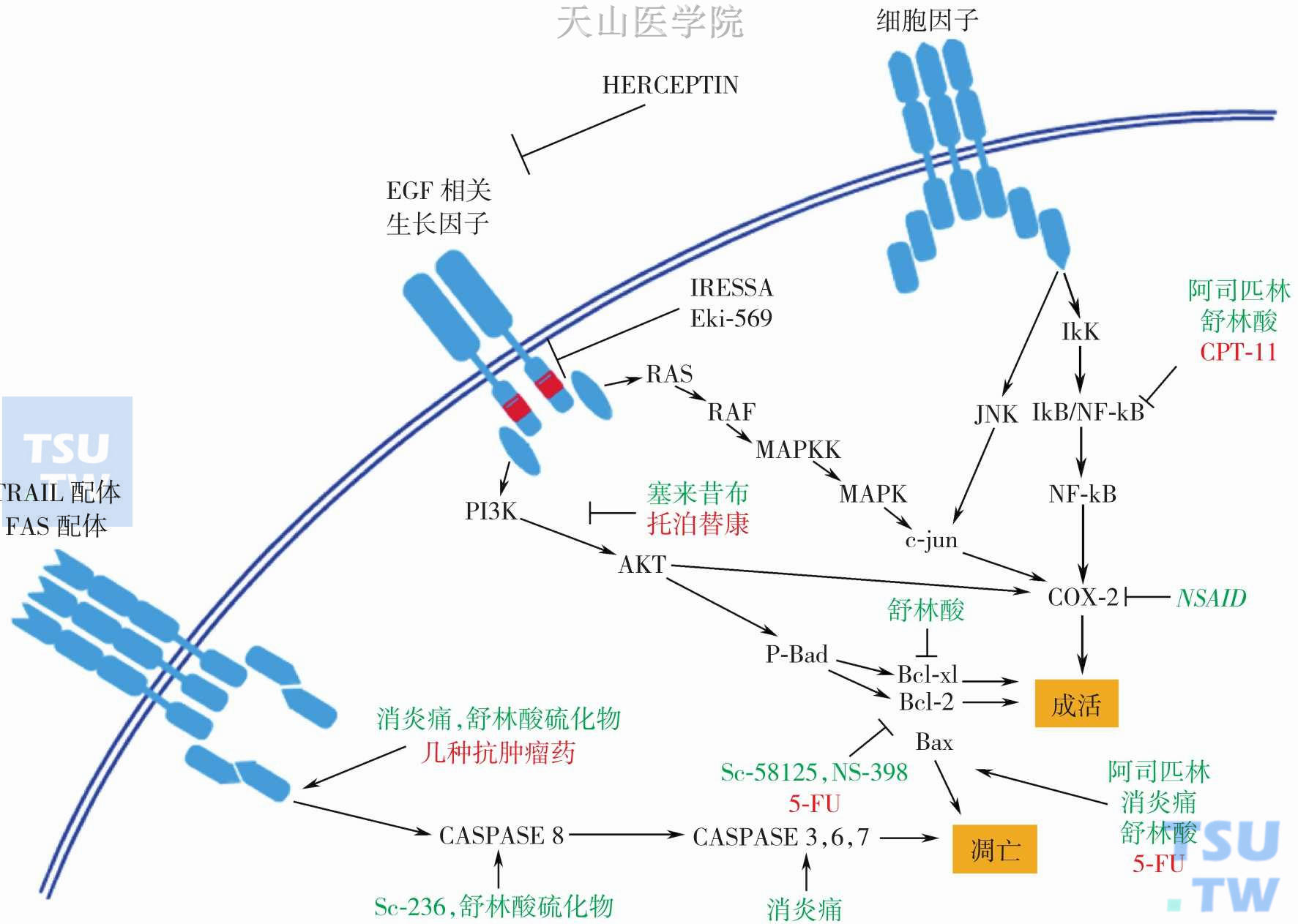 NSAIDs及抗肿瘤药物影响肿瘤细胞成活或凋亡的分子机制