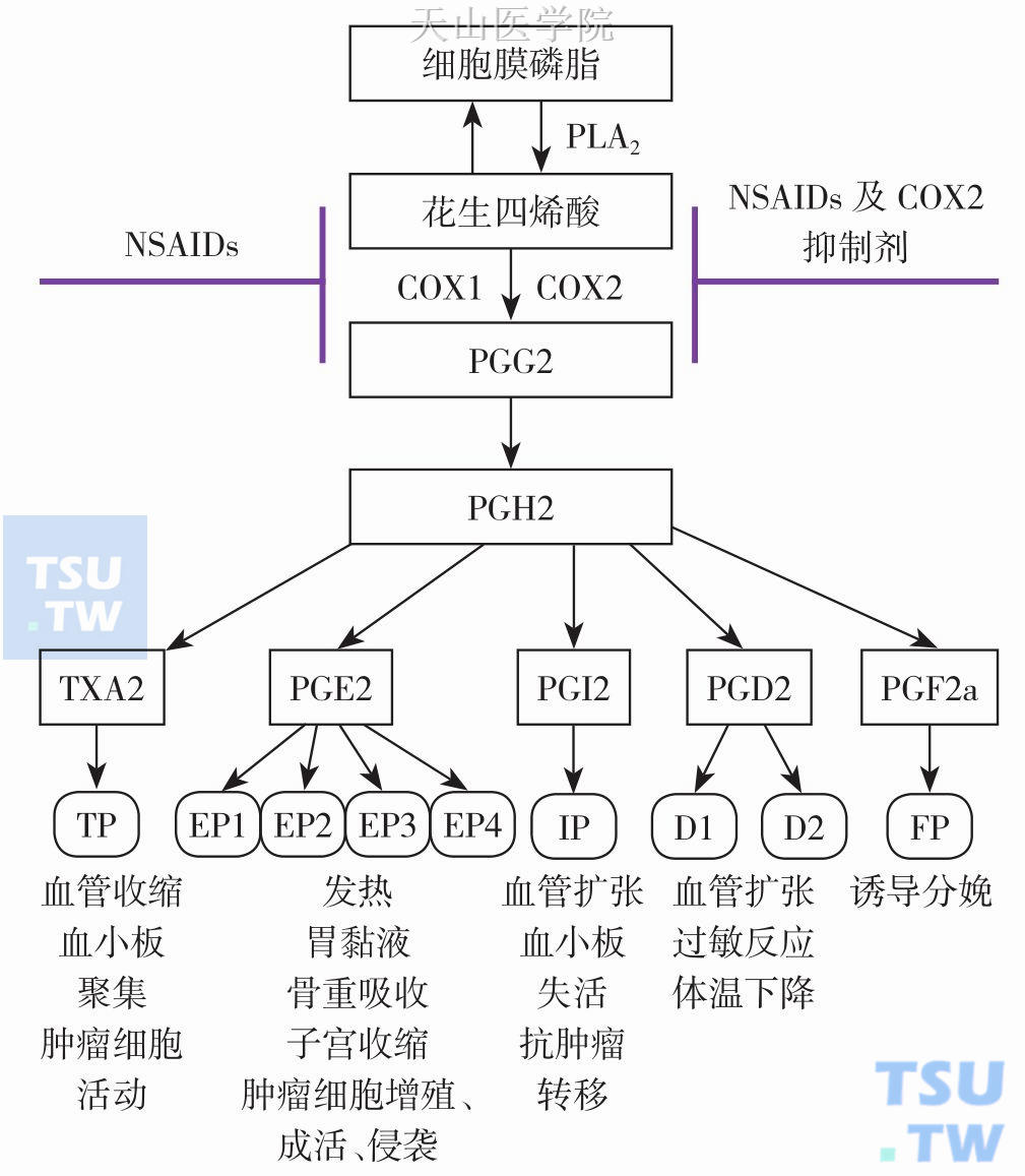 花生四烯酸产物及NSAIDs的作用