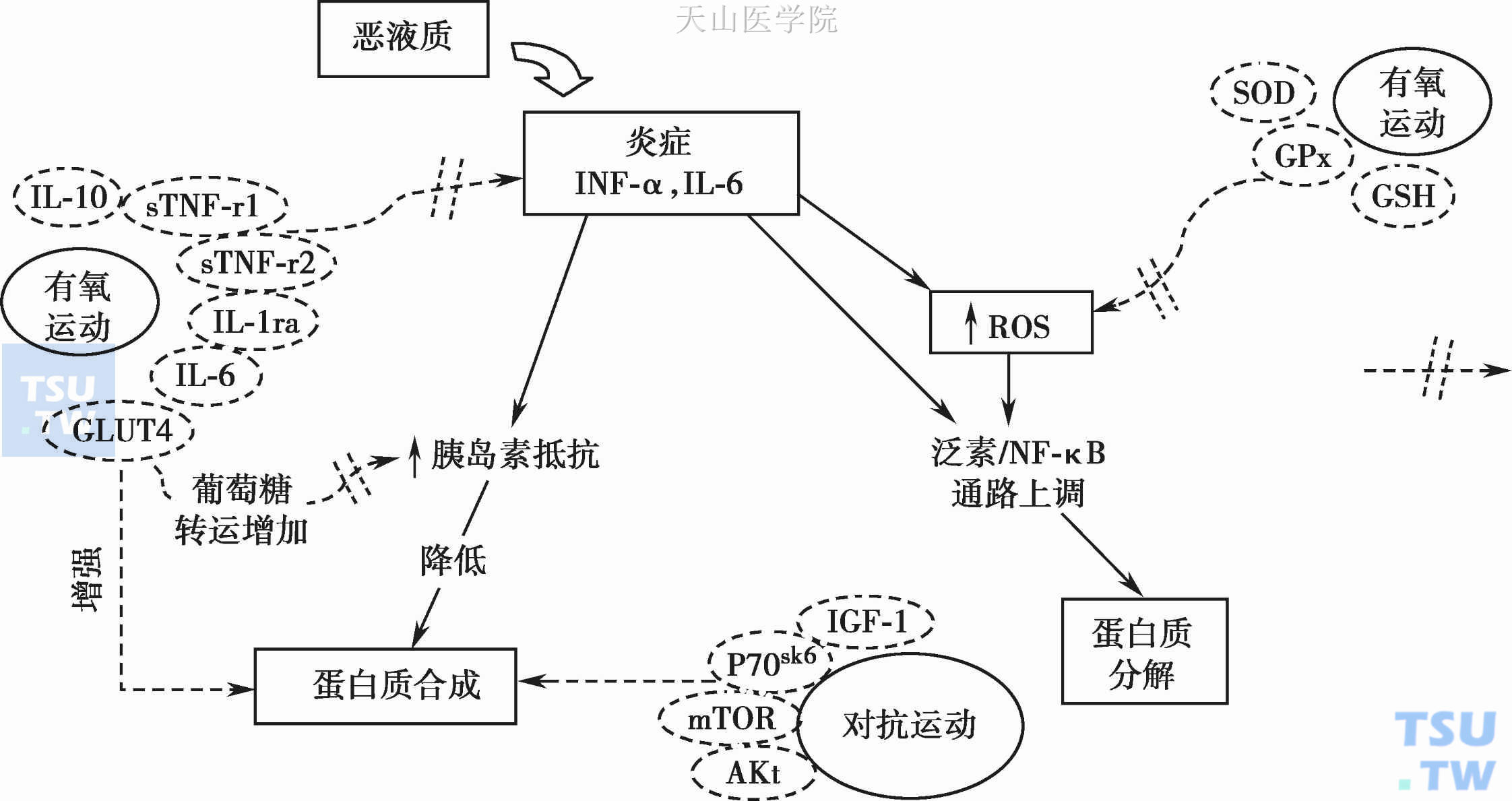 肿瘤恶液质的蛋白质合成和分解代谢的调控关键机制以及运动的影响