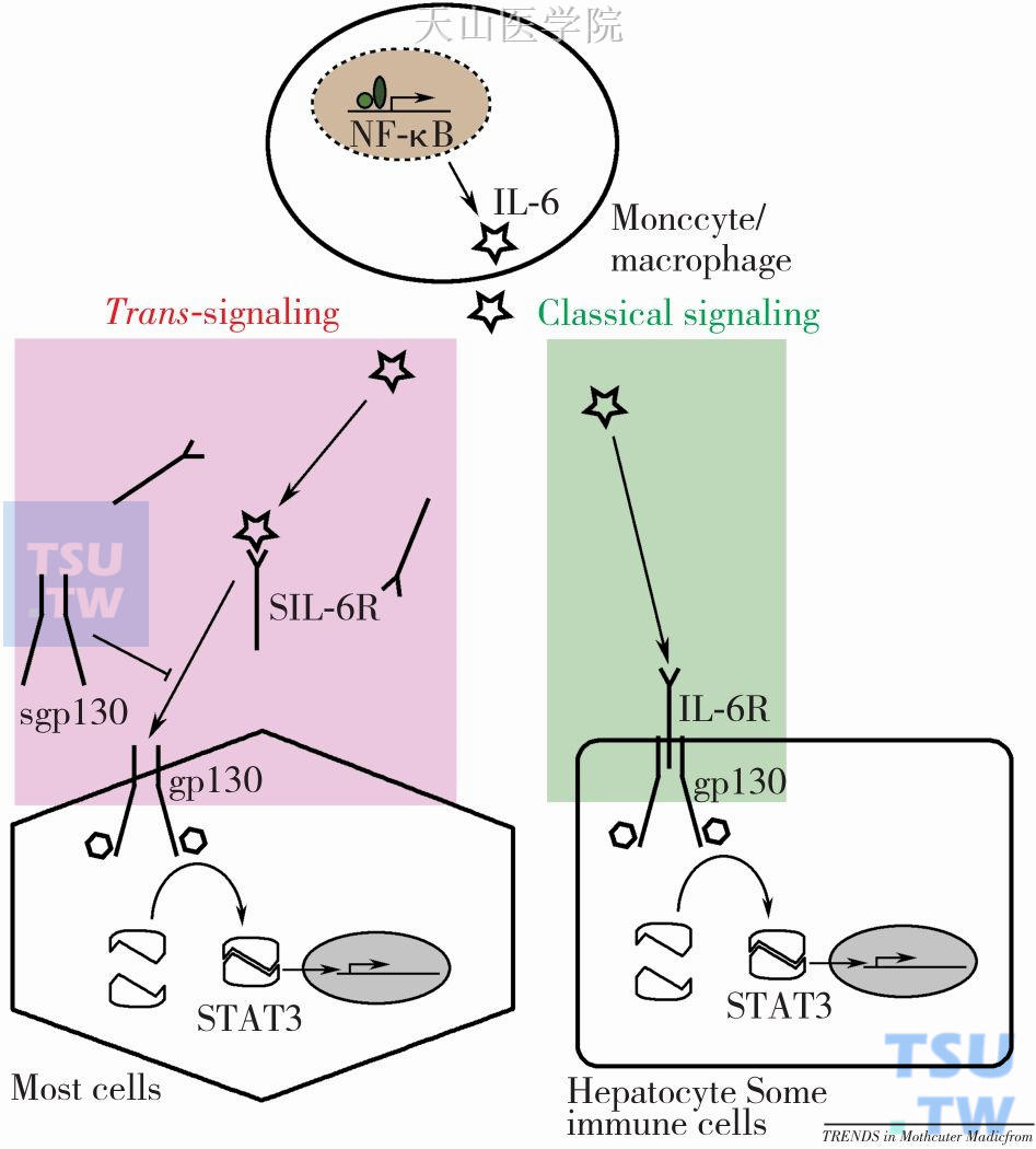 简化的IL-6信号转导通路示意图