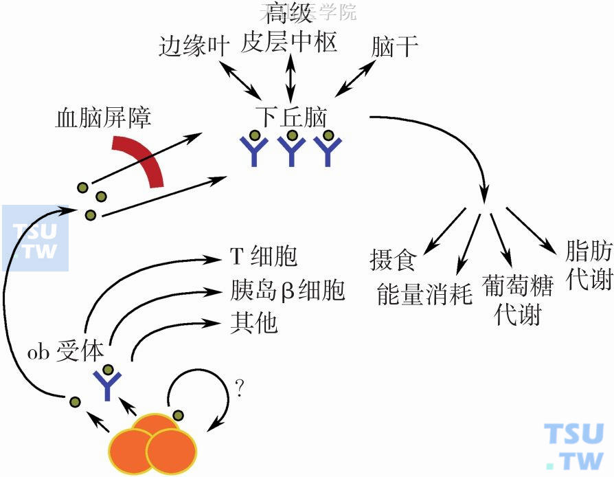 外周神经肽：瘦素