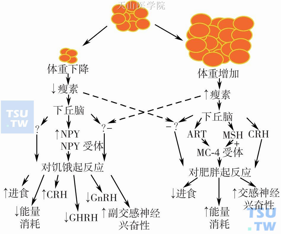 瘦素与体重调节