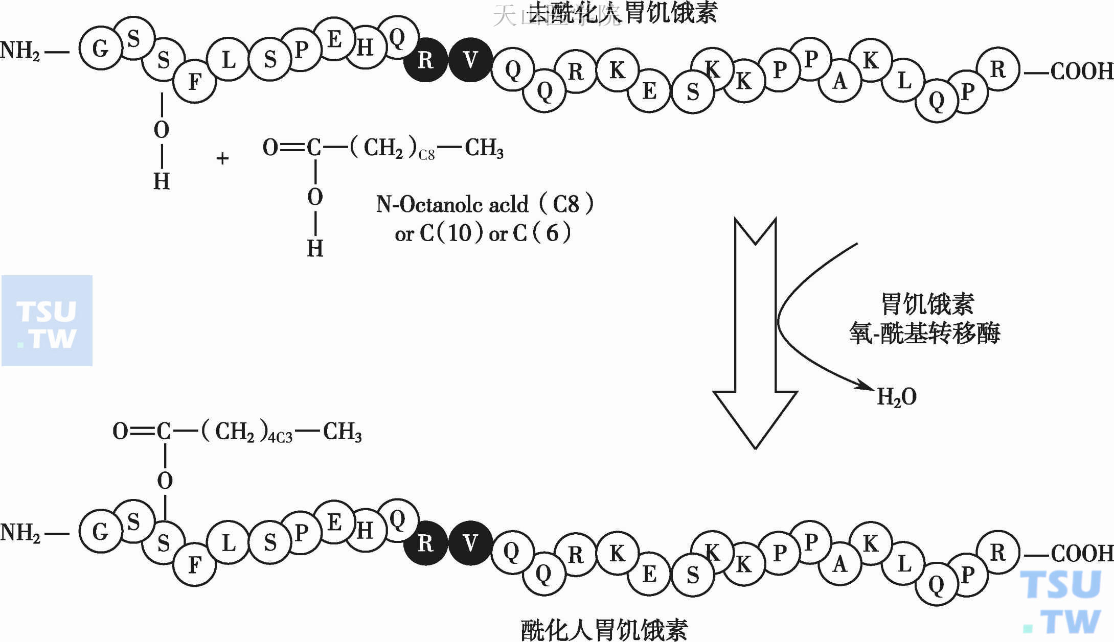 胃饥饿素（即生长激素释放肽）在体重及代谢调节中的作用