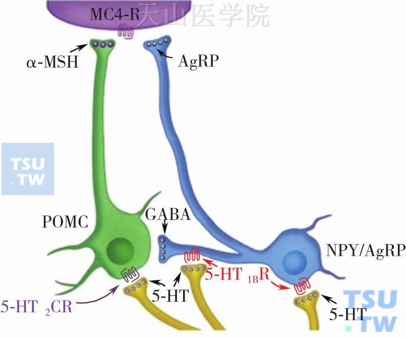 5-HT与POMC的相互作用
