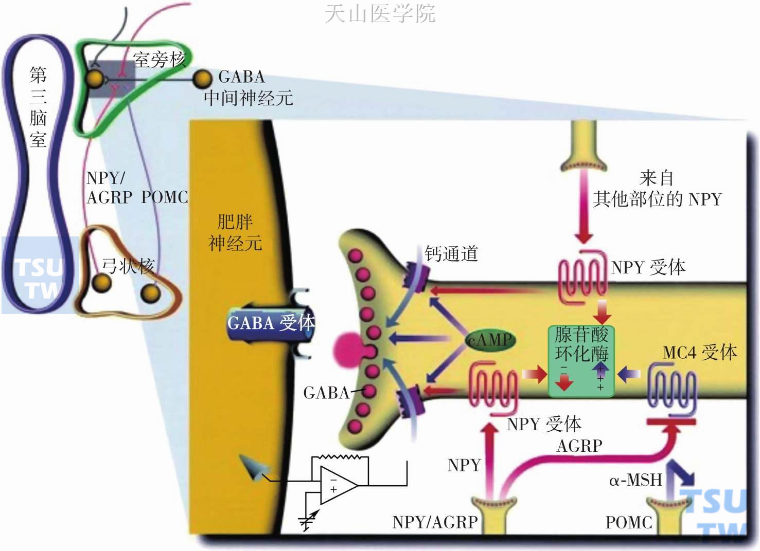 恶液质的发生——中枢神经内分泌肽在其中的作用