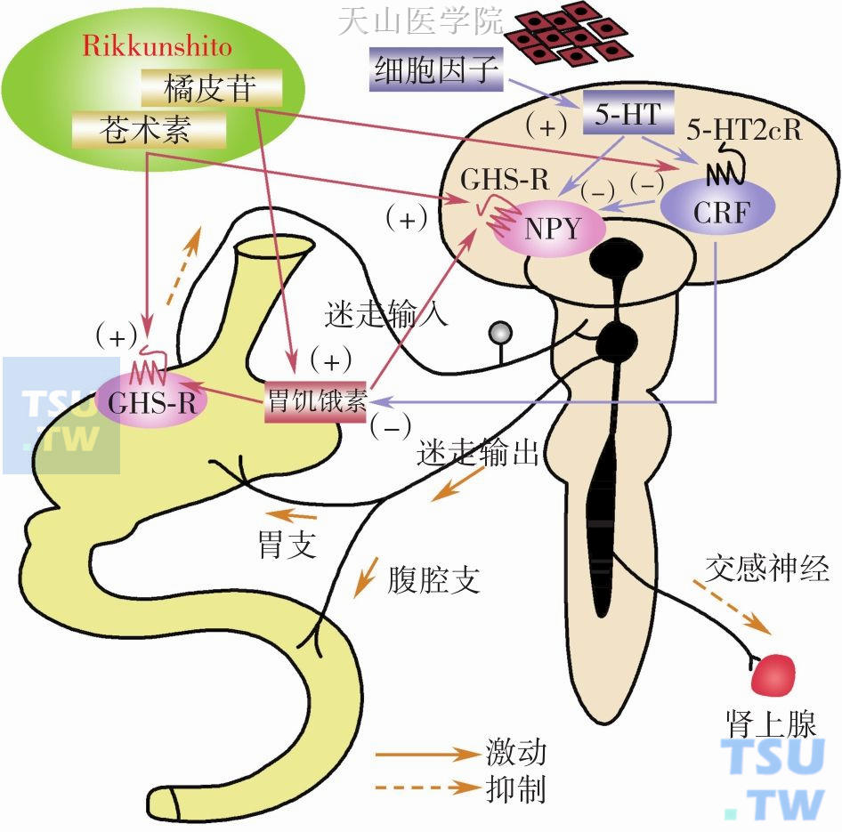 Rikkunshito的作用机制