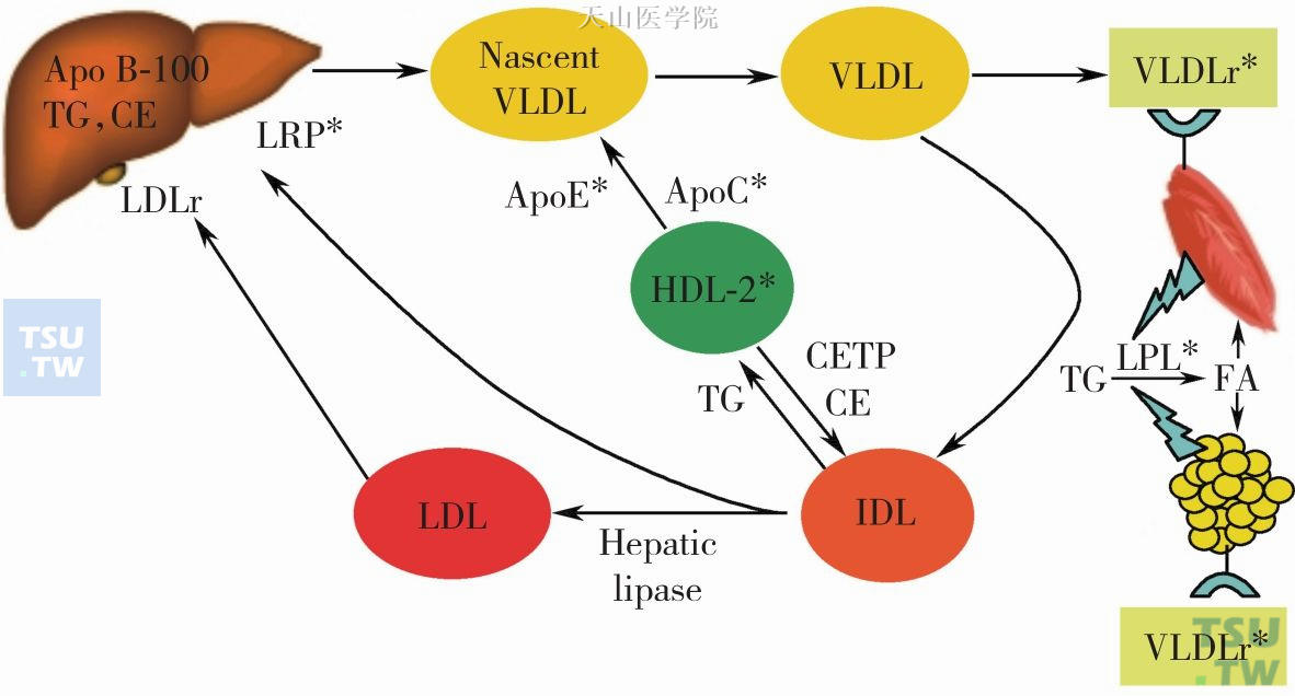 VLDL代谢途径