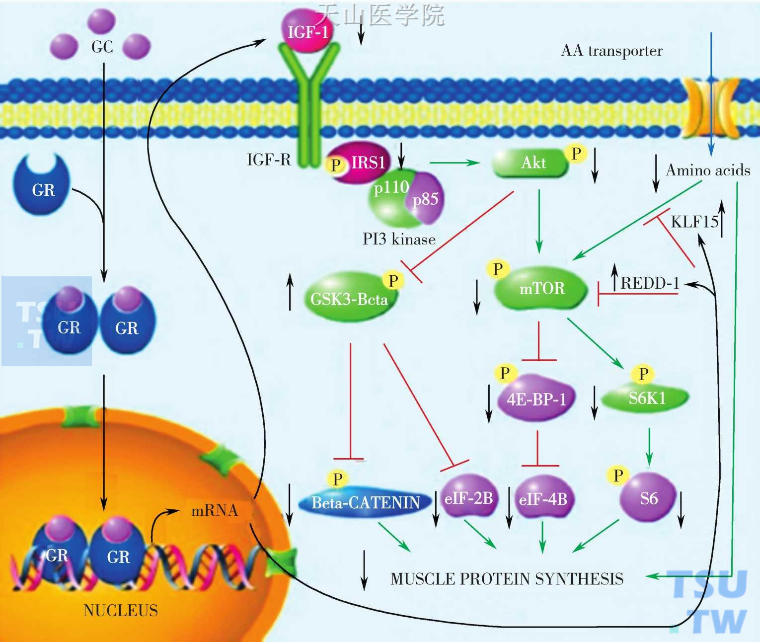 糖皮质激素通过抑制mTORC1来达到抑制蛋白合成