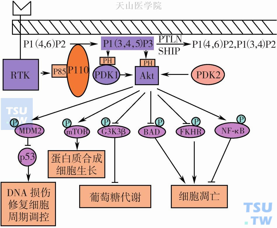 PI3K/Akt信号通路的组成