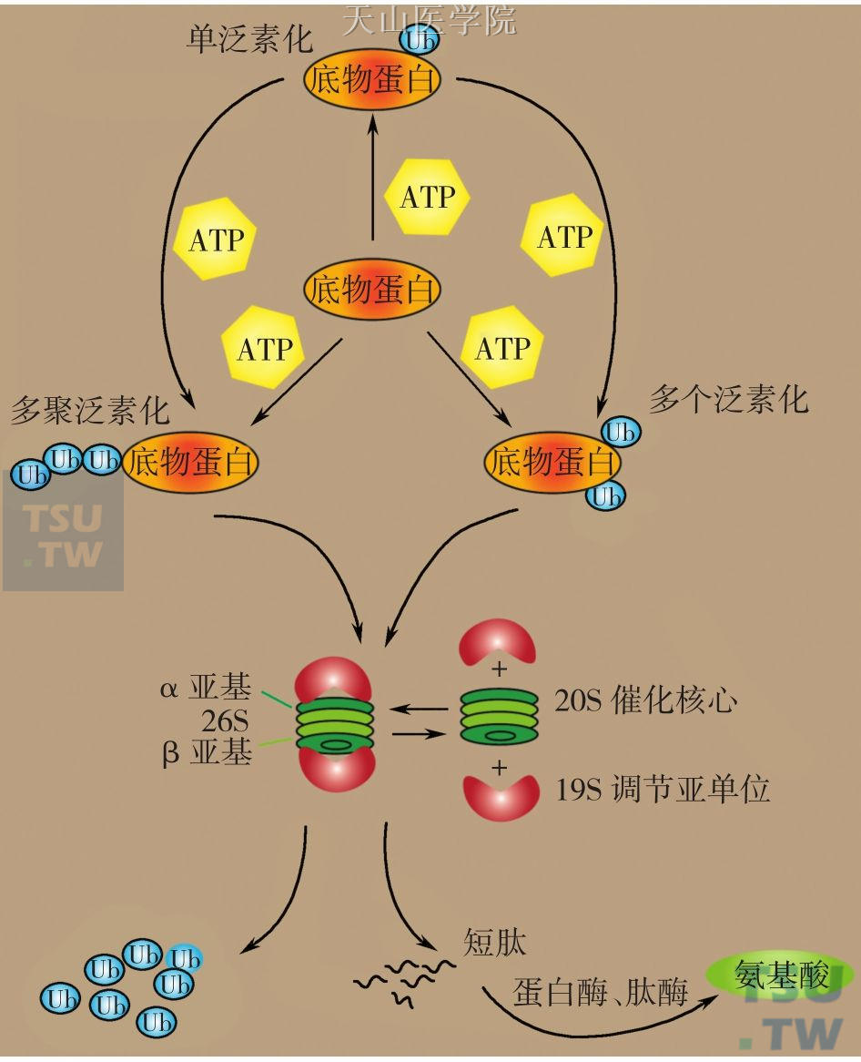 靶蛋白泛素化修饰的方式