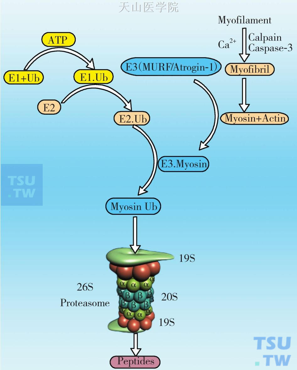 泛素蛋白酶体系统组成及其对肌原纤维降解过程