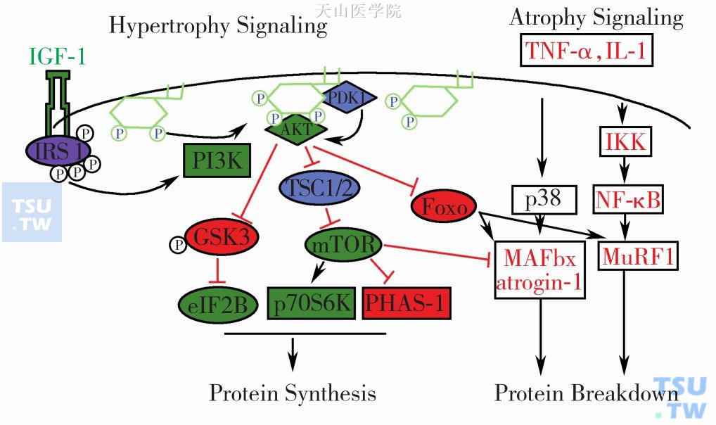 mTOR调节骨骼肌肥大与萎缩