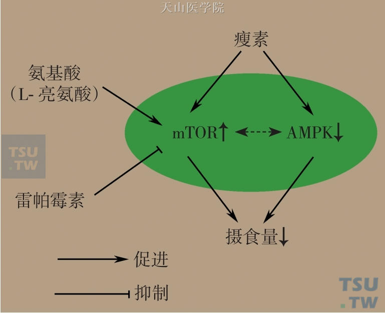 下丘脑mTOR与厌食发生的关系