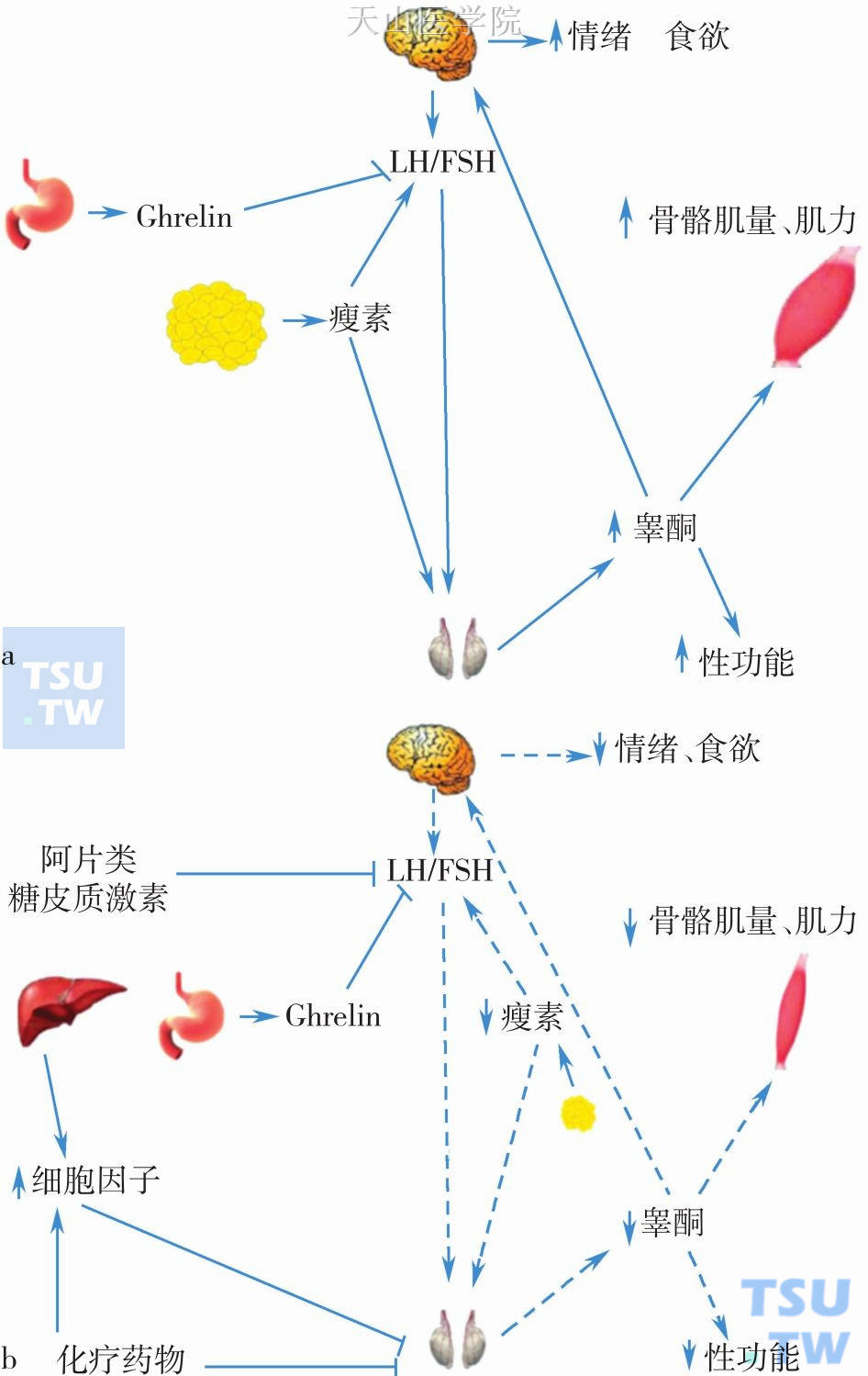 性腺功能减退的发病机制