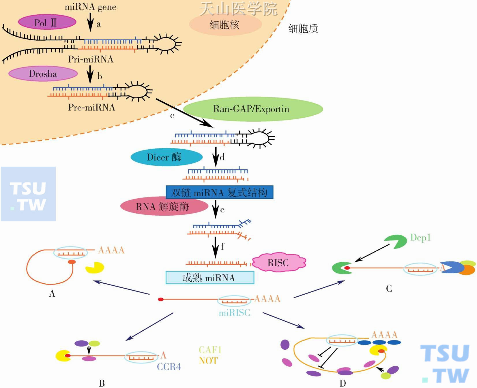 miRNA的生成和生物学功能