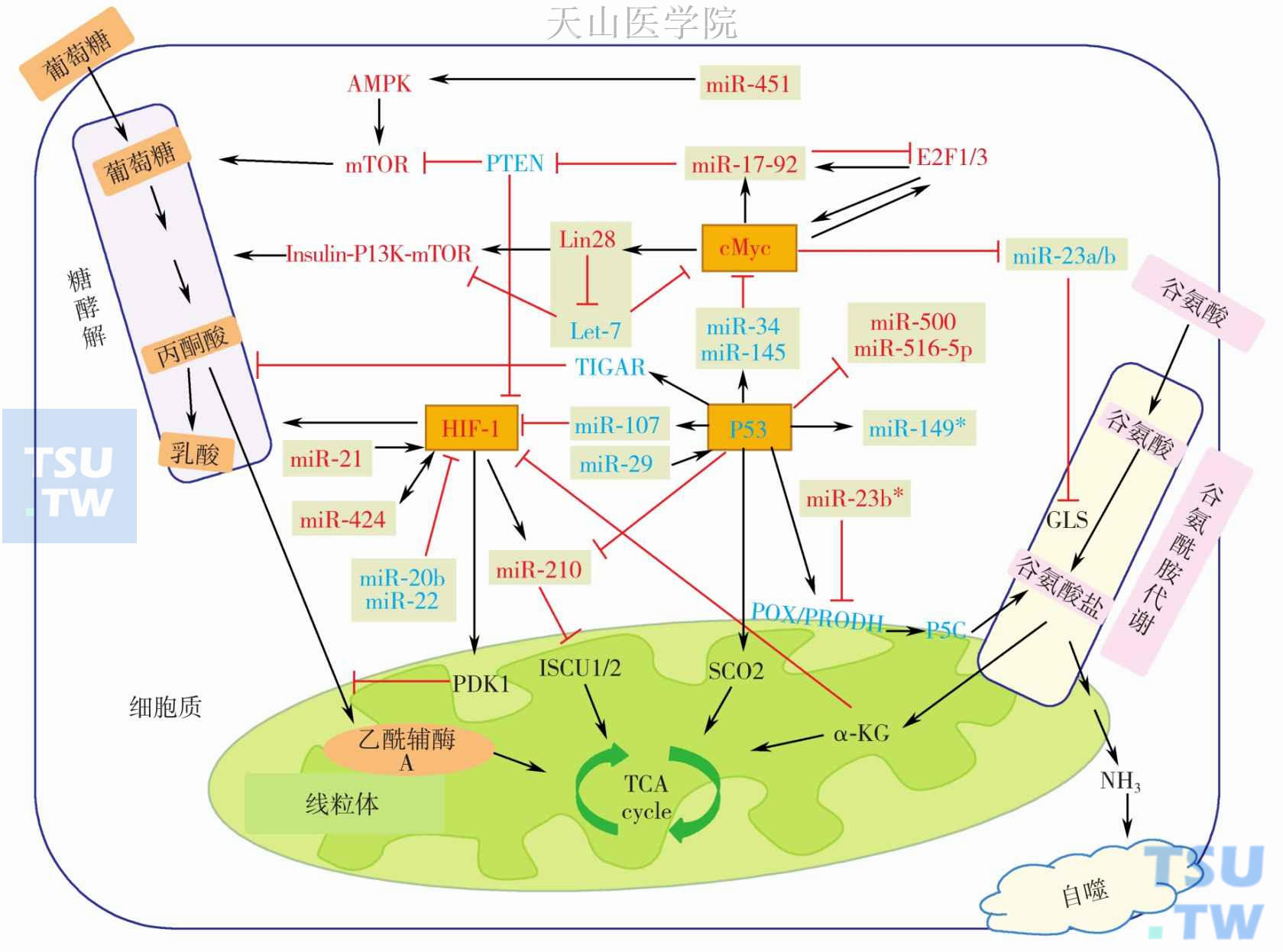 miRNAs与致癌基因/抑癌基因网络调控系统和它们在肿瘤代谢中的作用