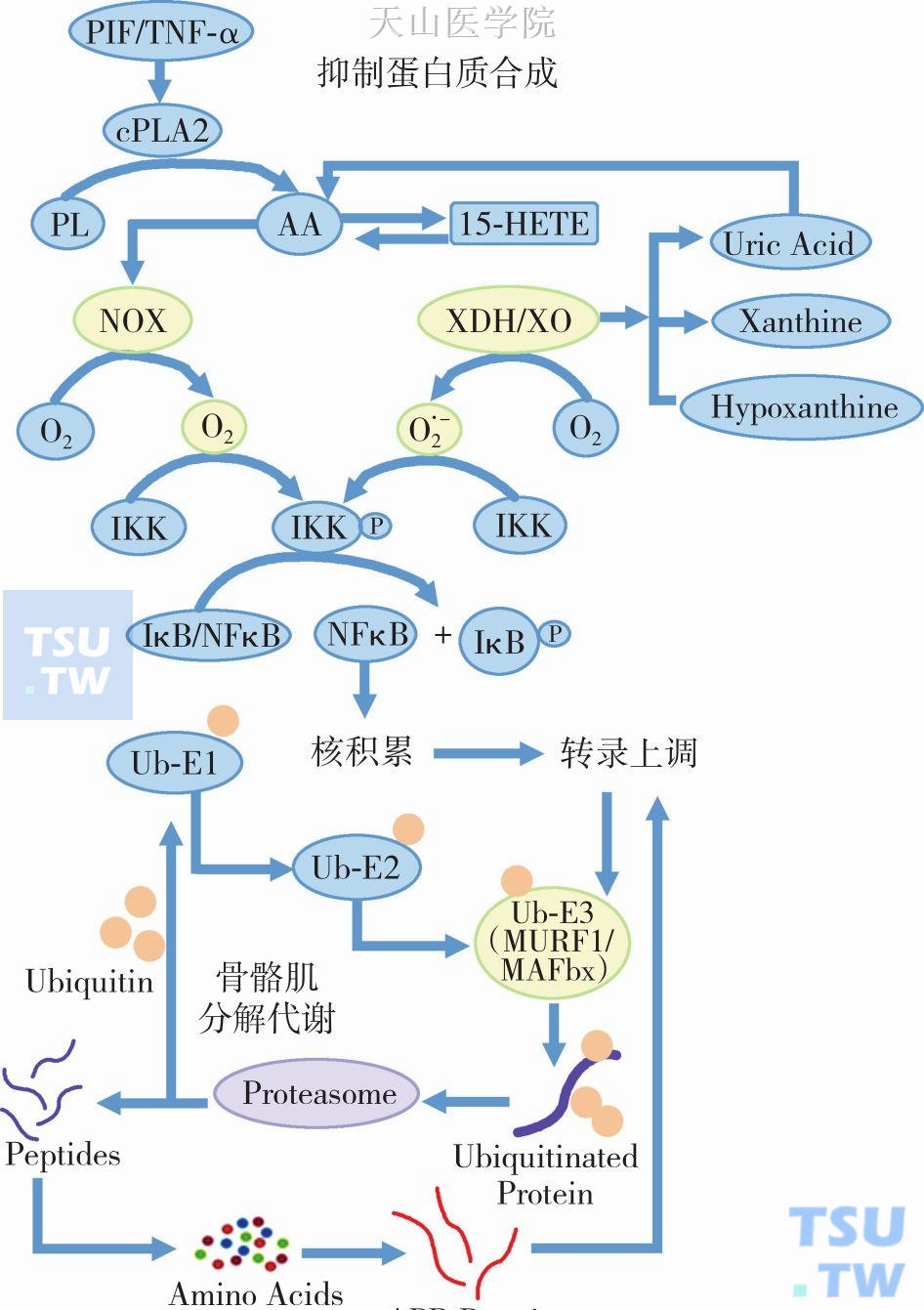 蛋白水解诱导因子的体内表达及作用