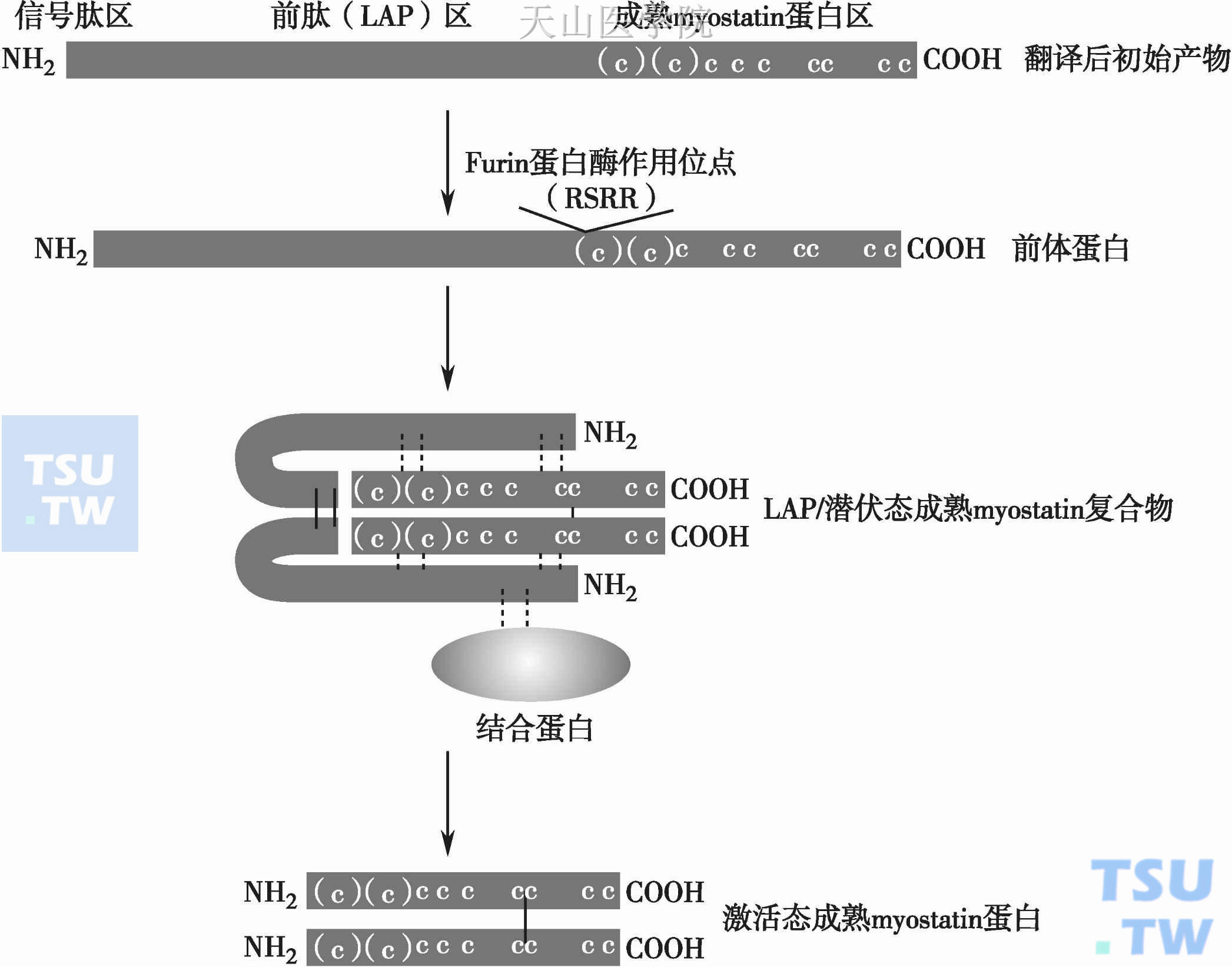 Myostatin的加工成熟过程