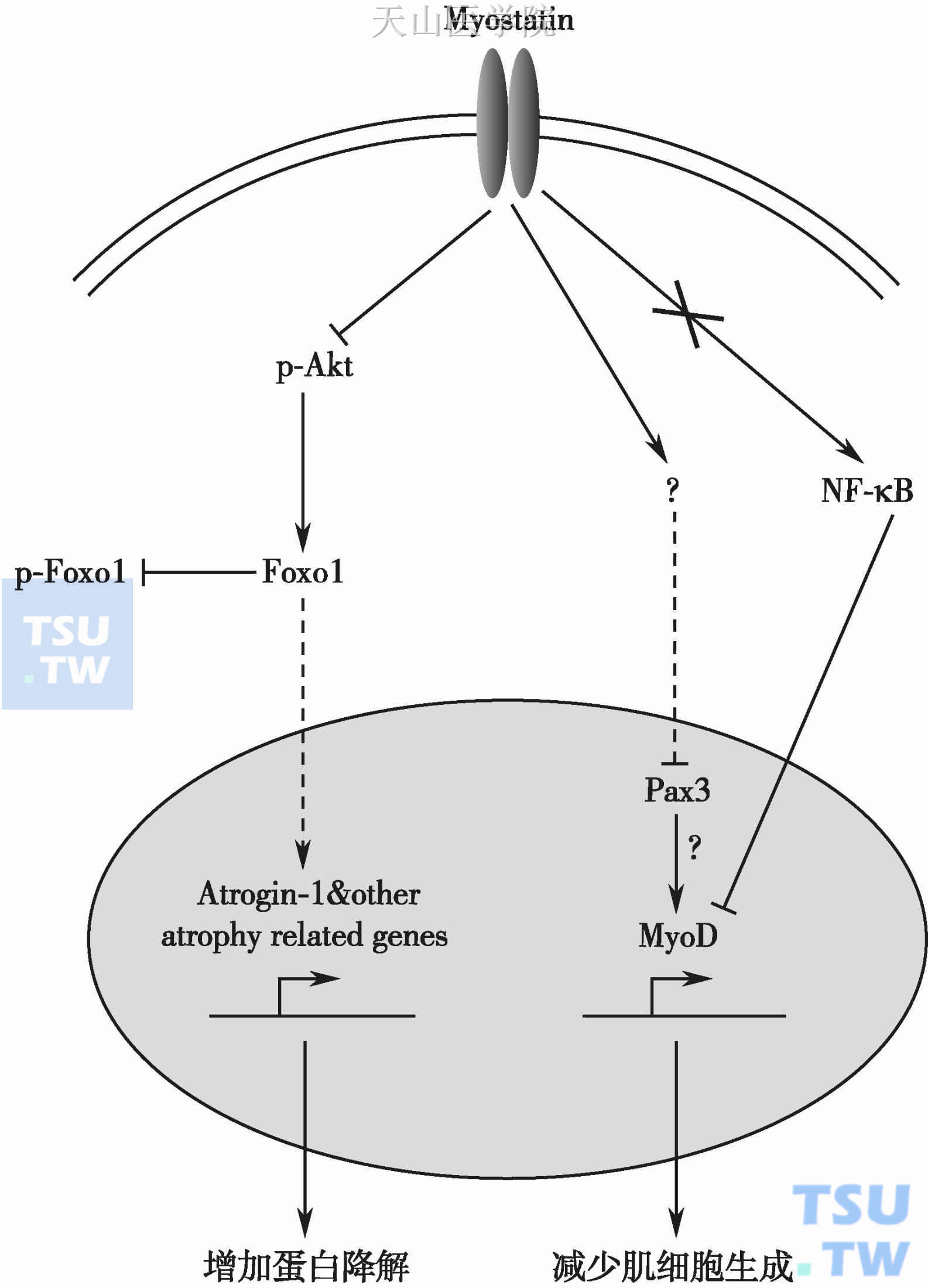 Myostatin诱发恶液质的机制示意图（虚线表示核易位，箭头表示激活，钝头表示抑制）