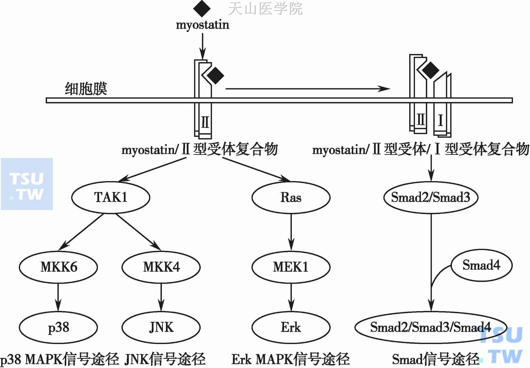 Myostatin的信号途径