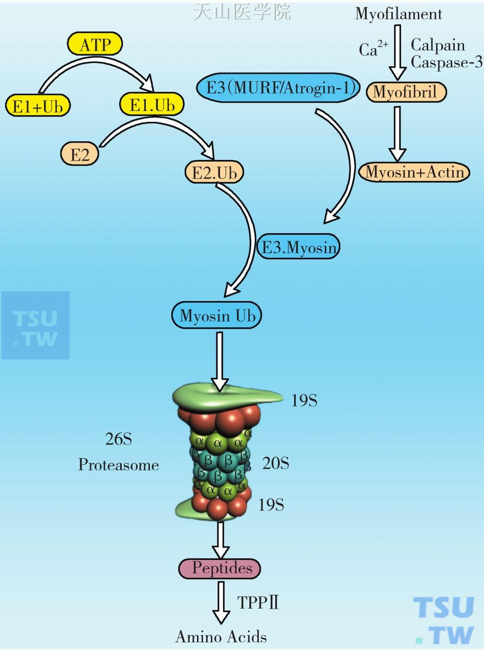 肌肉通过ATP-泛素蛋白酶体分解代谢示意图