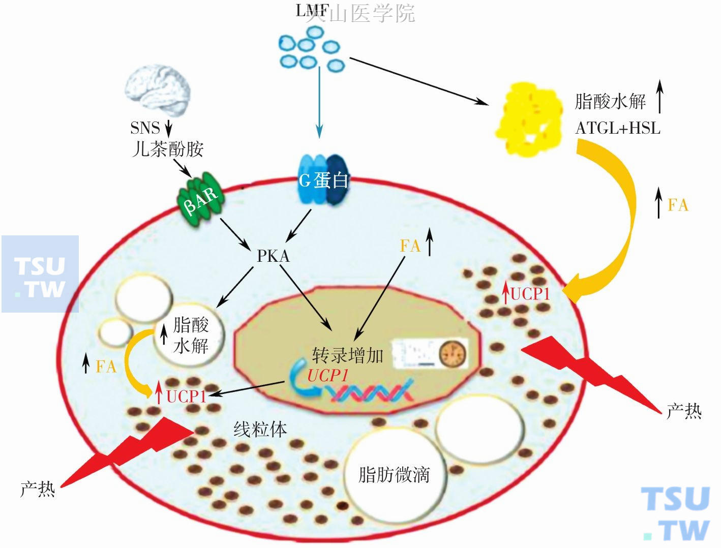 肿瘤恶液质状态下，LMF、脂肪水解与BAT产热之间的关系