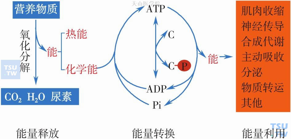 体内能量的释放、转换和利用