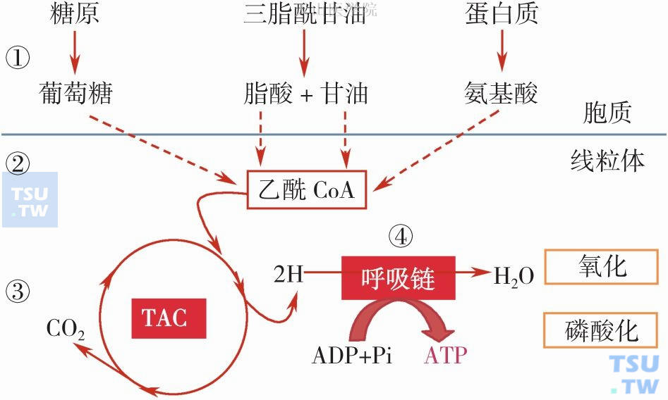 营养物质氧化分解产能的基本过程