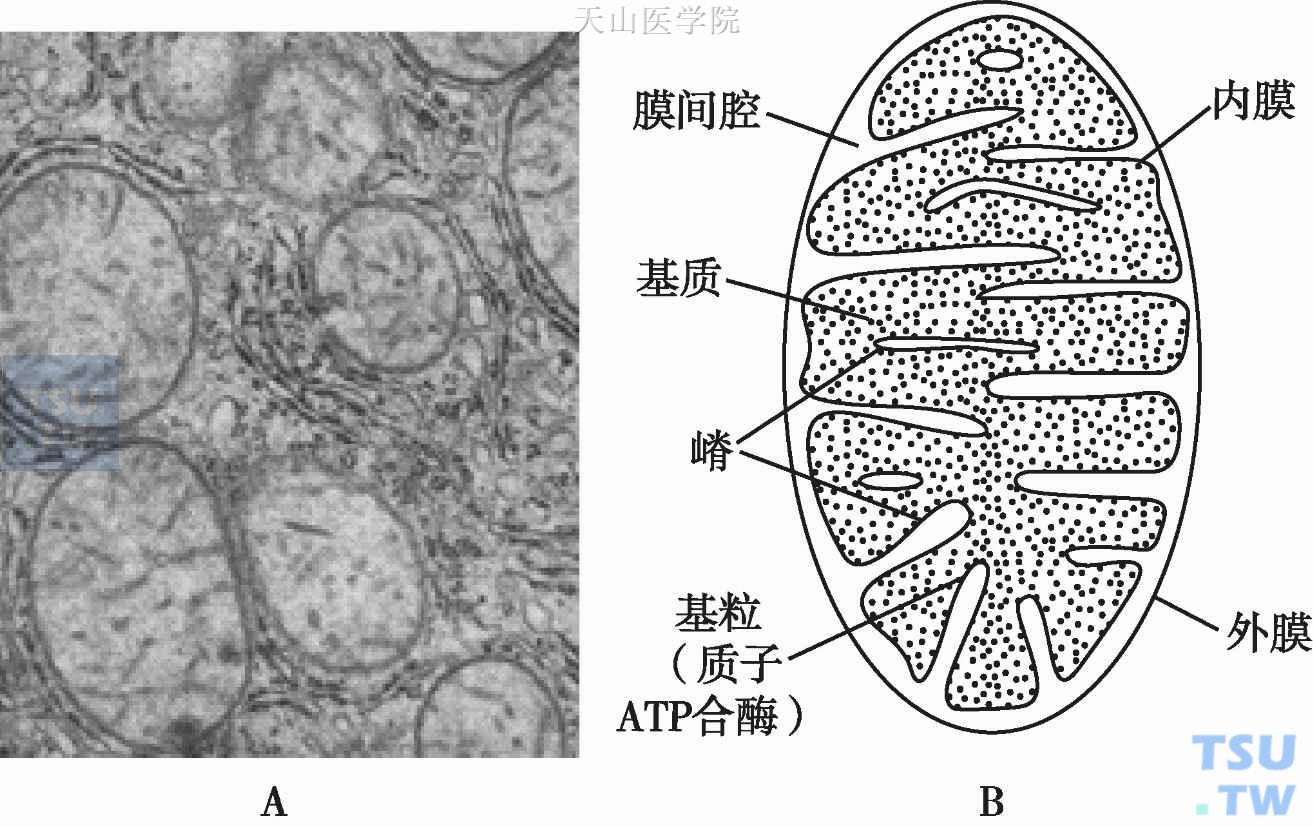 （A）大鼠肝线粒体透射电镜照片（×15 000）；（B）线粒体结构模式图