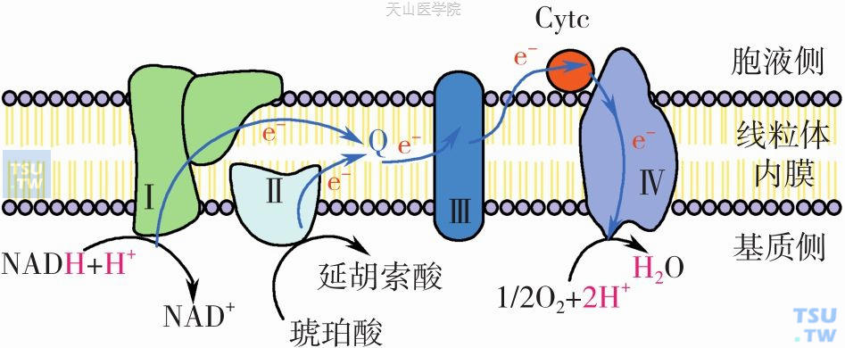 线粒体内膜电子传递链复合物