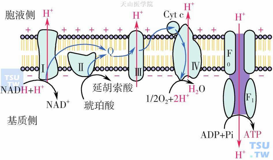 氧化磷酸化偶联的化学渗透学说模式图