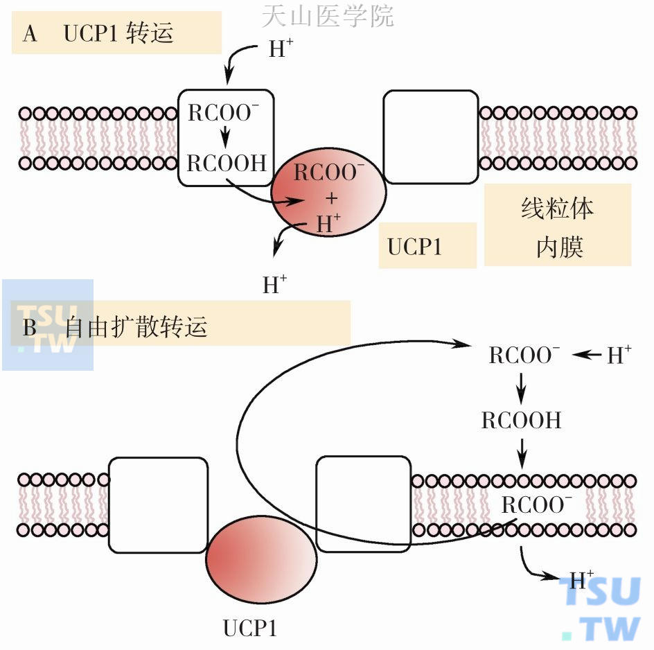 UCP1转运质子的模型