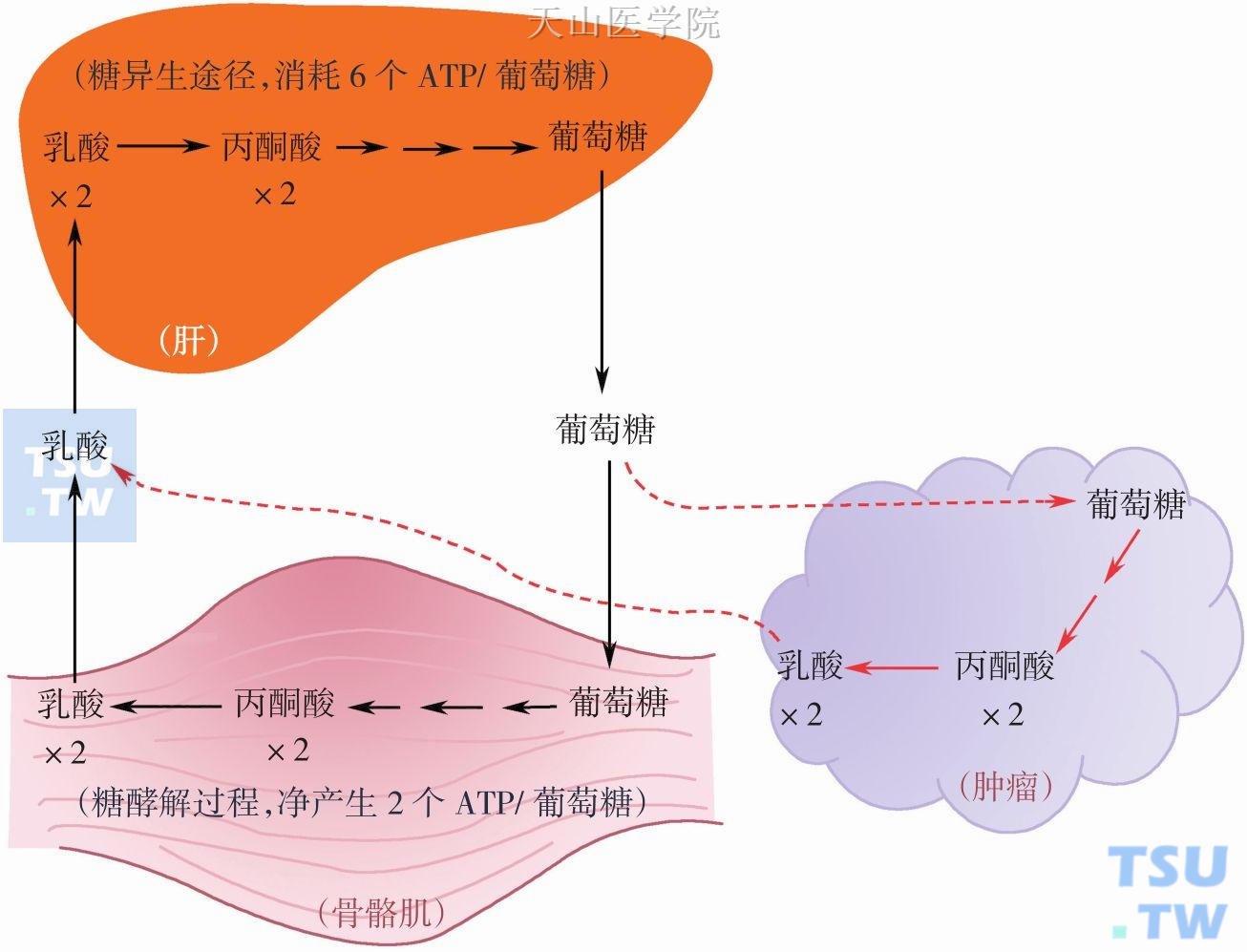 恶液质患者处于高能耗状态