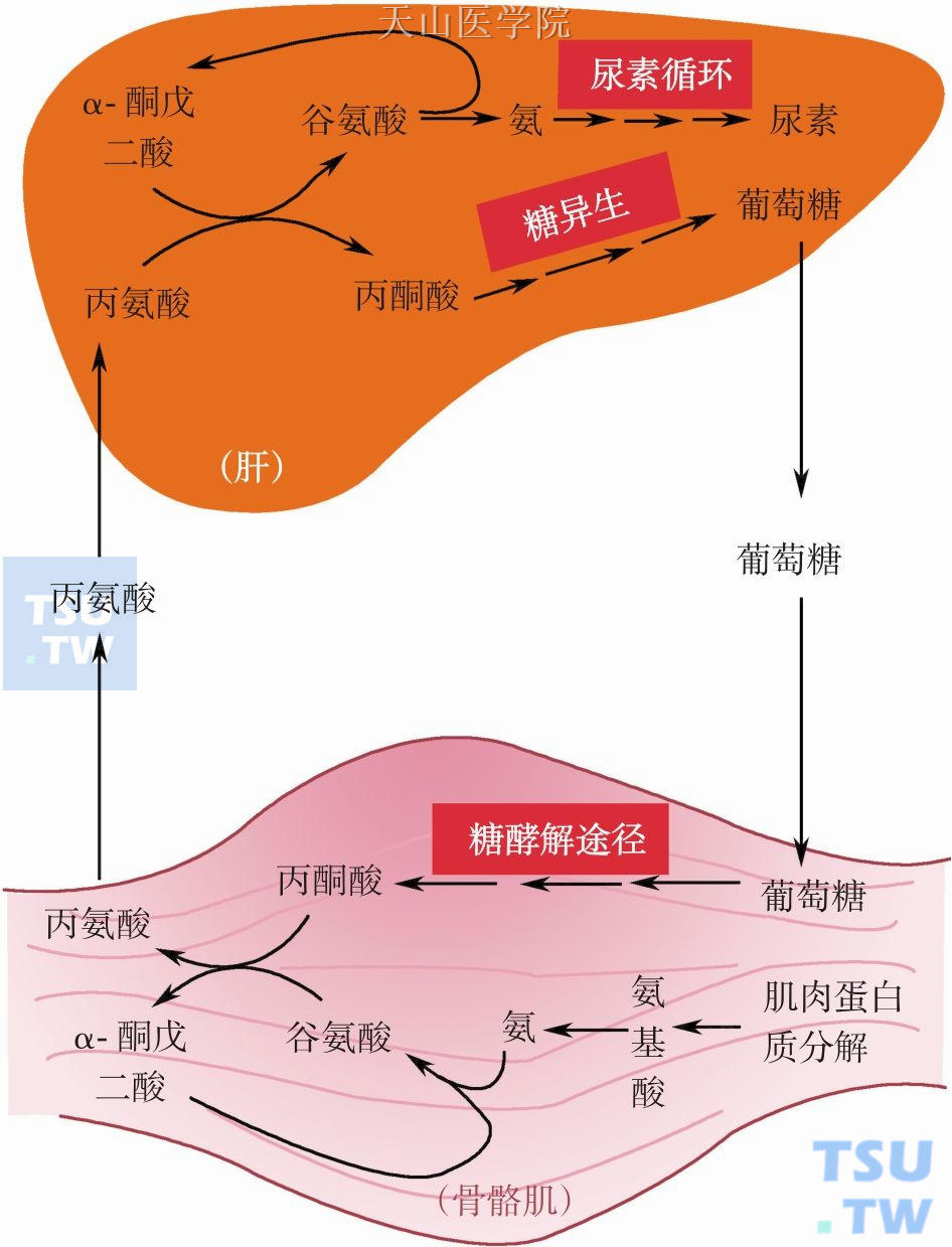 骨骼肌与肝脏之间的丙氨酸-葡萄糖循环