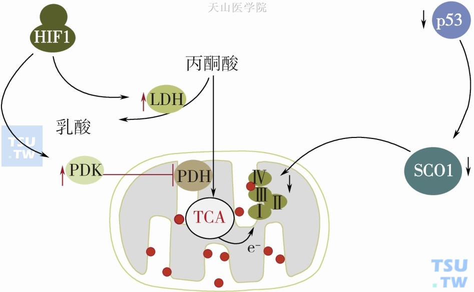 HIF-1和P53对线粒体氧化磷酸的调节