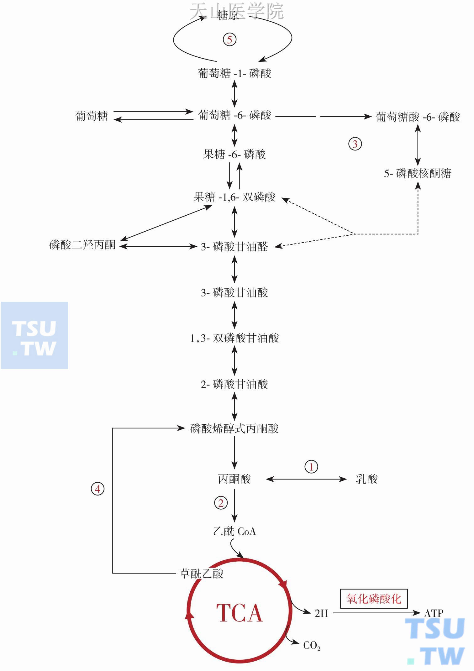 糖代谢过程图片