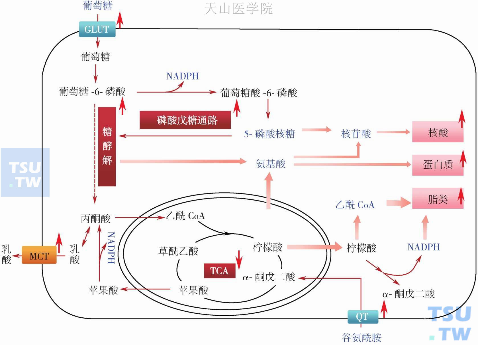 肿瘤代谢重编程促进合成代谢