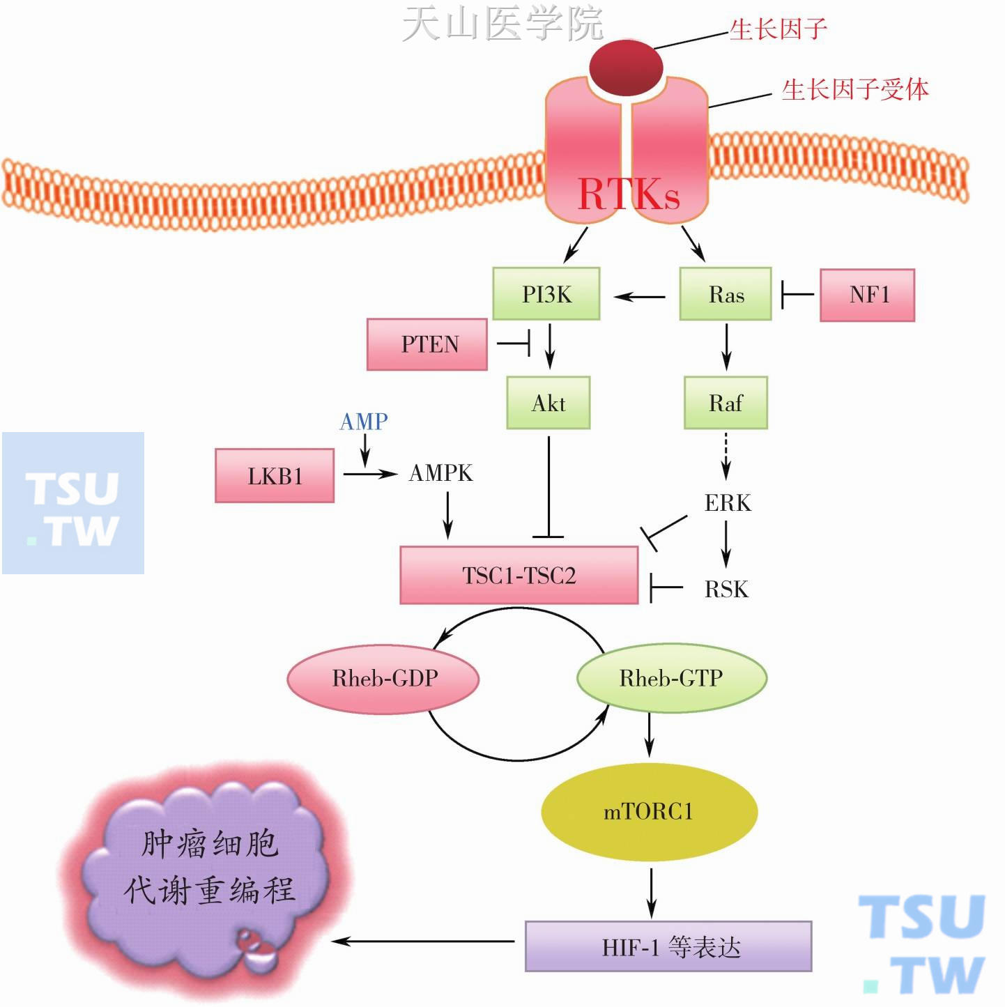 癌基因激活和抑癌基因失活导致生长信号通路异常激活和代谢重编程