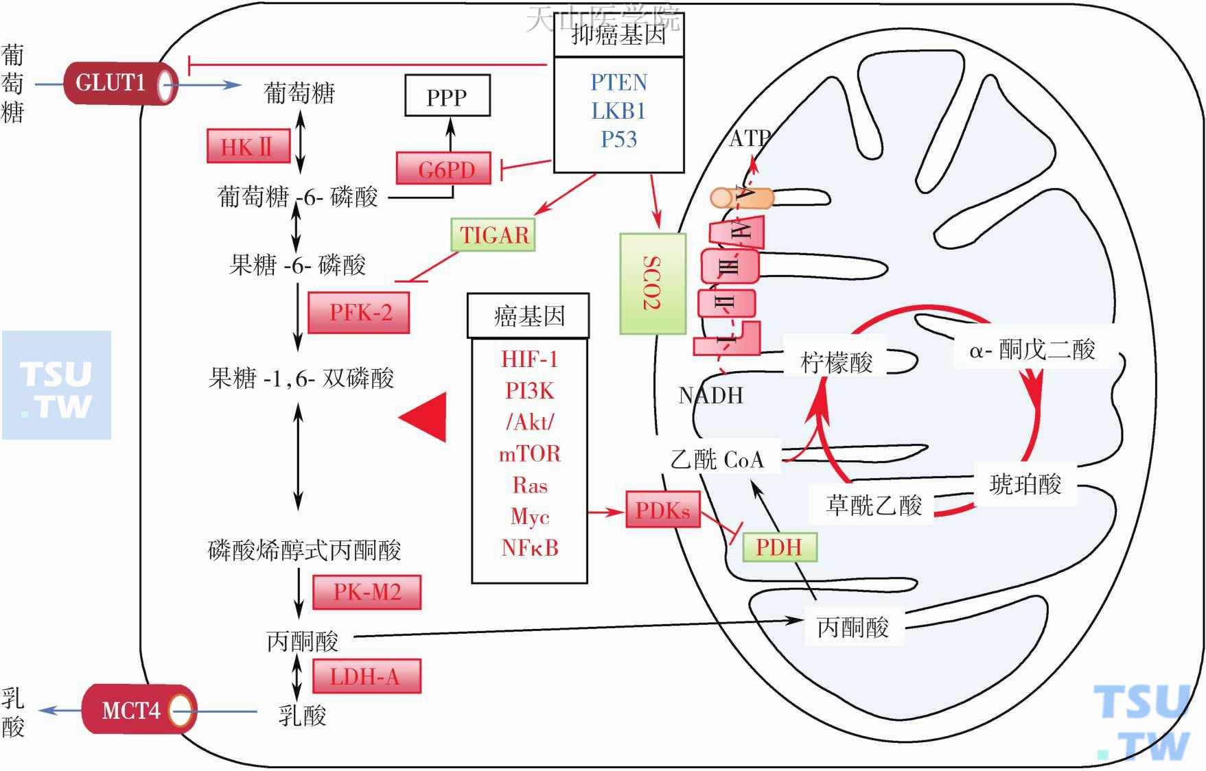 癌基因激活和抑癌基因失活影响葡萄糖代谢酶和转运载体活性