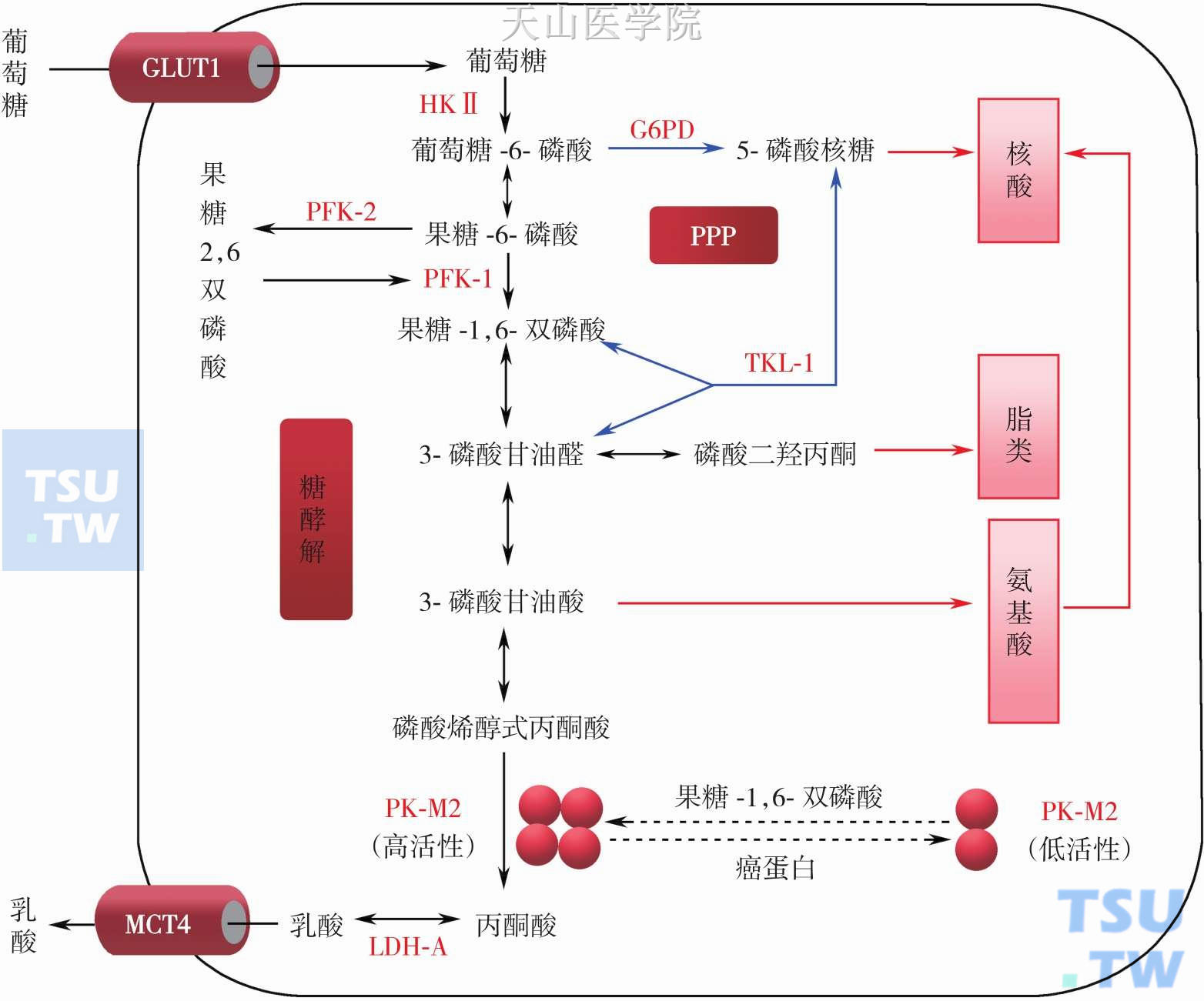 肿瘤细胞糖代谢酶和载体异常同工酶和表达