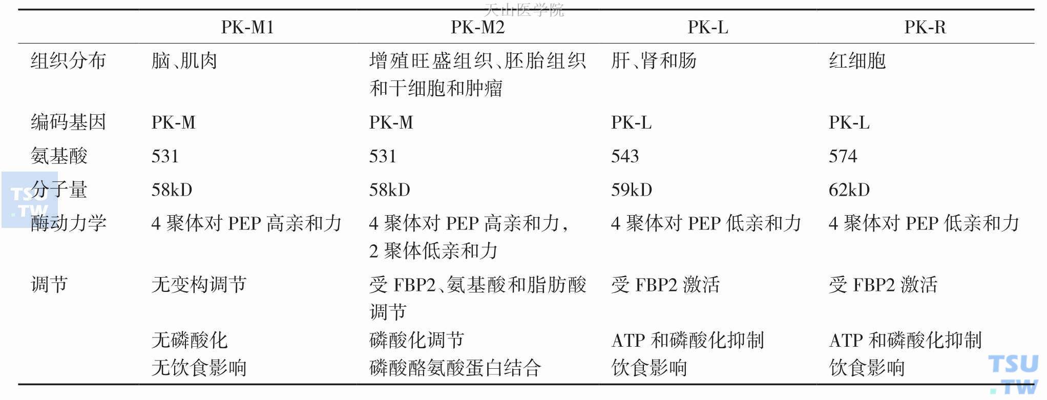 丙酮酸激酶同工酶分子和动力学特性