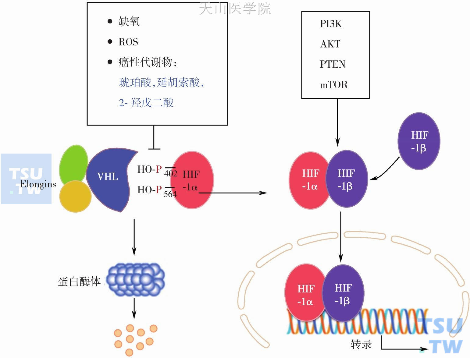 HIF-1表达和稳定性调节