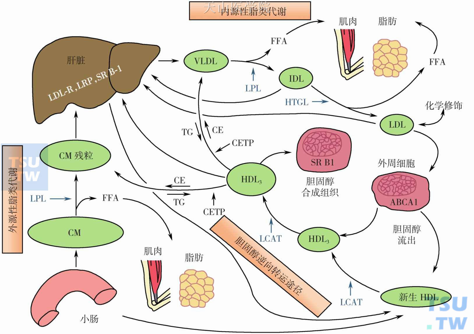 脂蛋白代谢概况