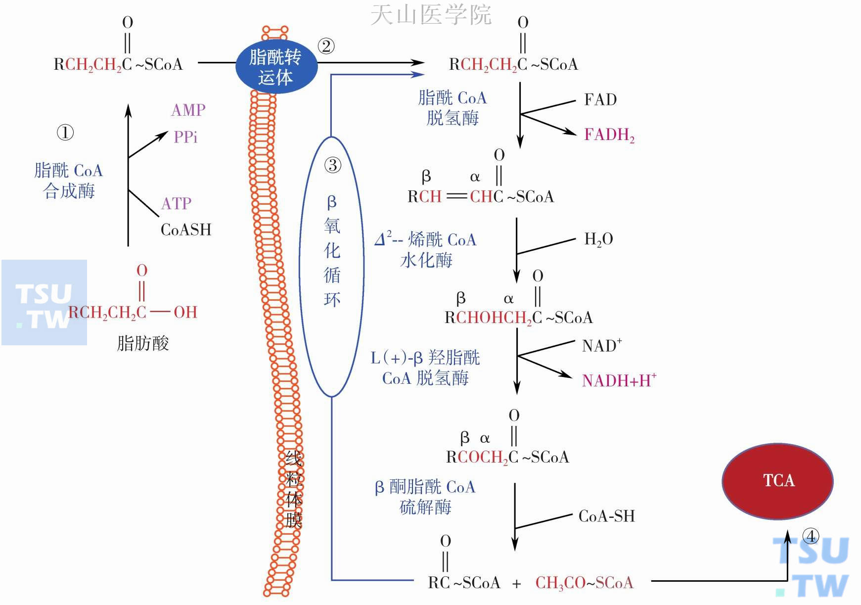 脂肪酸氧化分解过程