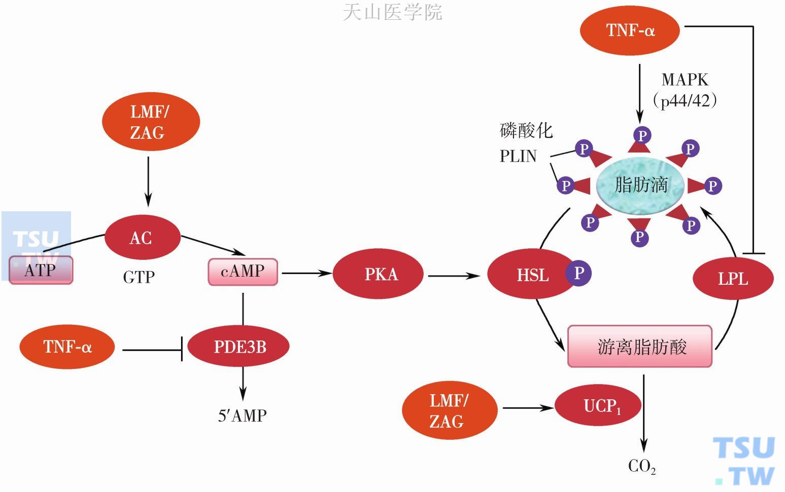 LMF/ZAG和TNF-α调节脂肪细胞甘油三酯的机制