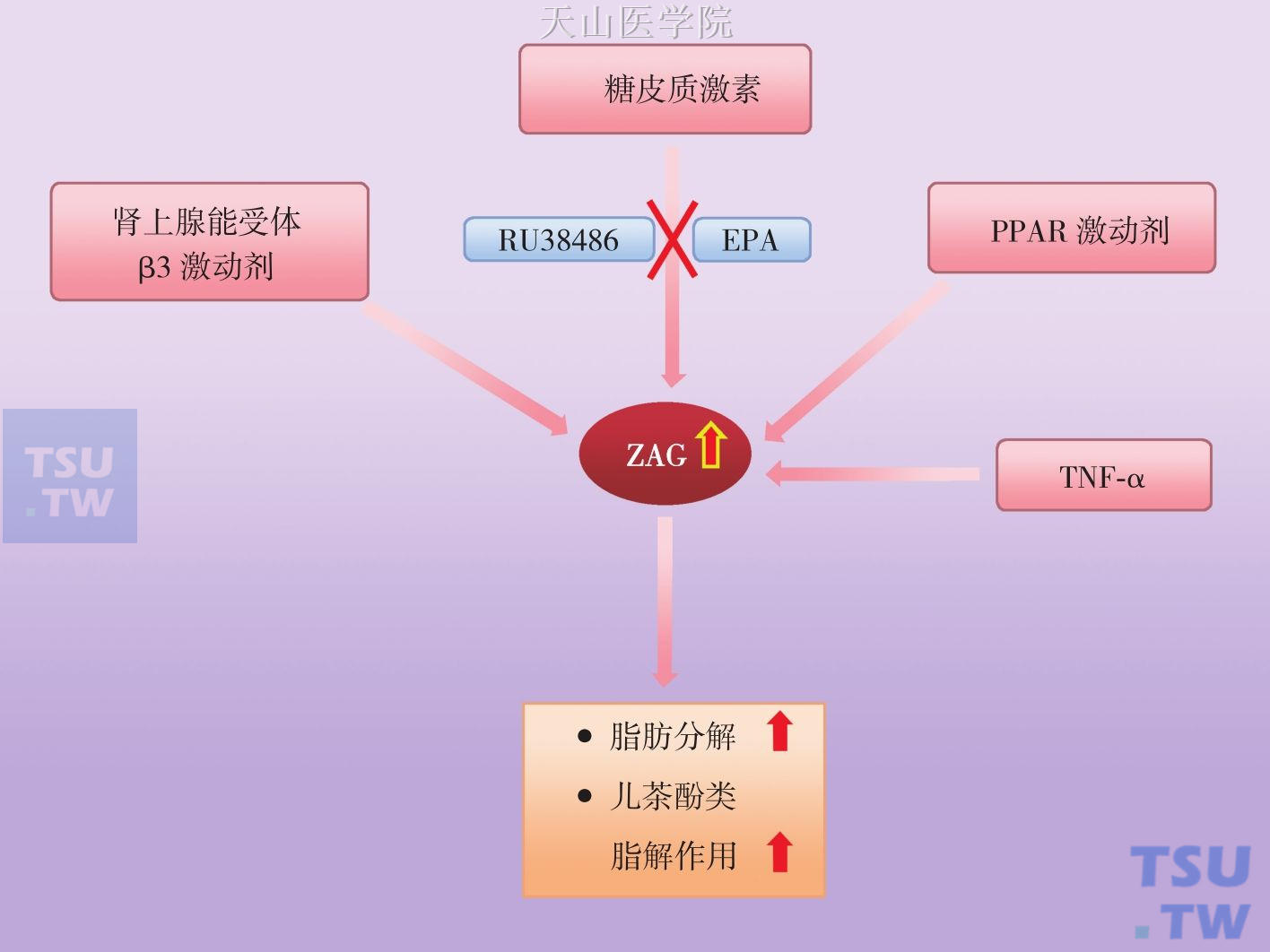 影响白色脂肪组织ZAG表达的因素